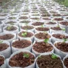Lookgrow-Säcke für Setzlinge